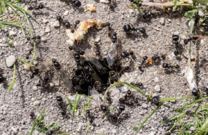 Jak skutecznie zwalczyć mrówki w ogrodzie