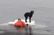 Pies pozostawiony na lodzie