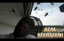 Szał szerszeni - usuwanie gniazda