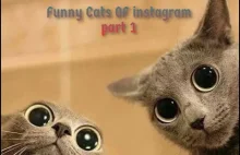 Funny Cats of Instagram - Part 1