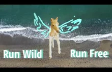 Run Wild || Horse model Music Video