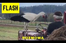 Rozmowa z bociana z rolnikiem (umizgi) | FLASH