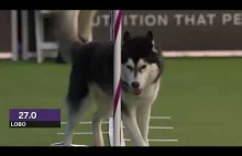 Dogs: husky vs border collie agility