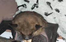 The bat decided to dine