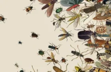 Co stanie się z planetą, jeśli znikną wszystkie owady?