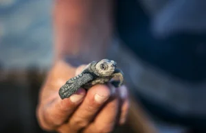 Brzuszki małych żółwi są pełne plastiku. To „ewolucyjna pułapka”