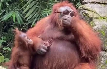 Orangutan w okularach przeciwsłonecznych