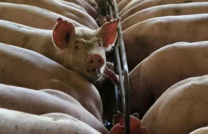 Chiny: powstaje 13-piętrowy „hotel dla świń”