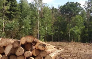 PiS otwiera drogę do wycinania lasów pod inwestycje