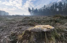 Lex Izera może zrujnować polskie lasy