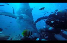 Rekin tygrysi atakuje nurka i próbuje odgryźć mu głowę