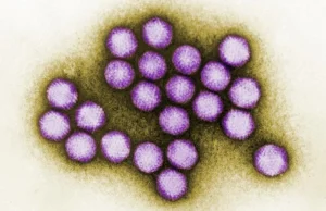 Wirusy wywołujące przeziębienie istniały długo przed pojawieniem się człowieka