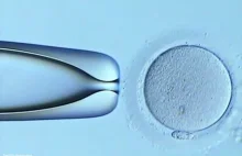 Podróż plemnika do komórki jajowej w warunkach laboratoryjnych
