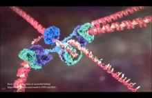 Animacja o tym jak DNA naprawia samo siebie.