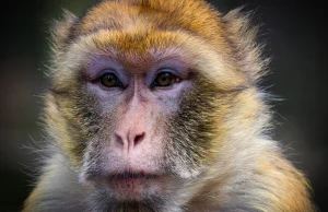Naukowcy stworzyli najdokładniejszy w historii obraz 3D mózgu małpy
