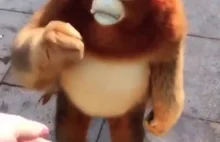 Małpa z zadartym nosem