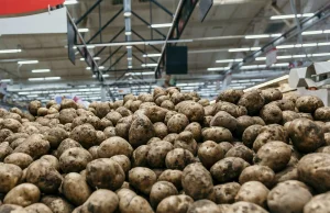 W Polsce rośnie ziemniaczane podziemie. Lewe kartofle zalały rynek