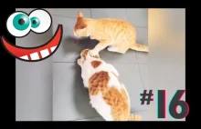 Śmieszne koty i psy zabawne zwierzęta Padniesz ze śmiechu funny #16