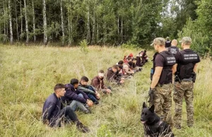 Duże grupy cudzoziemców zatrzymane na polsko-białoruskim odcinku granicy