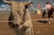 Wściekły byk wskoczył na trybuny podczas zawodów rodeo