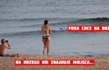 Cypel Helski. Zmęczona foka nie mogła wyjść na brzeg. "Drogę zablokowali...