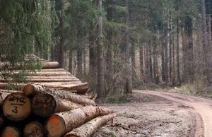Eksport polskiego drewna znacznie większy niż podają Lasy Państwowe