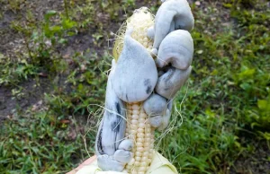 Ciekawostka: trufle kukurydziane