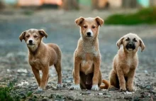 Aktywiści porwali psy i zmówili się w sądzie przeciwko właścicielom?