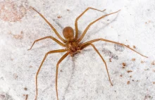 Turystę wypoczywającego na Ibizie ugryzł pająk. Czeka go amputacja
