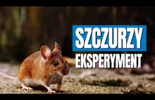 Eksperyment na szczurach - czy to nasza przyszłość?