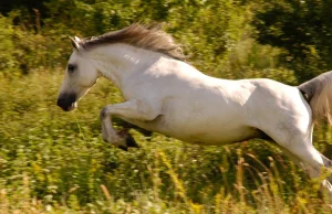 Pride of Poland 2021: Aukcja koni arabskich ratunkiem dla stadniny