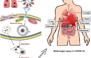Rola enzymu konwertującego ACE2 w COVID-19
