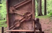 Nie lekceważ małp!