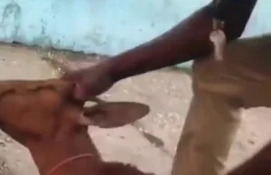 Ratowanie życia kozy
