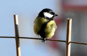 Psychiatra o zbawiennym wpływie obserwacji ptaków na nasze zdrowie psychiczne