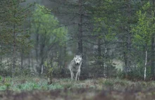 Krucjata na wilki trwa. Tym razem w Niemczech - ŚwiatOZE.pl