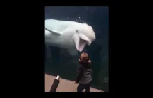 Wieloryb bieługi żartobliwie przeraża ludzi w akwarium