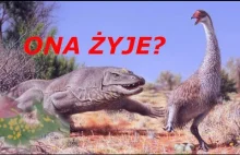 Megalania. Kryptozoo Według Pepego odc.13