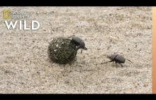 Bitwa dwa żuki gnojowe | Nat Geo Wild