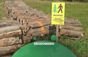 Lasy Państwowe omijają protest, by wywieźć drewno z Puszczy Karpackiej