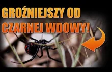 Wakacje w Chorwacji? Najgroźniejszy pająk w Europie, jest się czego bać?