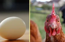 Co było pierwsze: kura czy jajko? Naukowe wyjaśnienie.