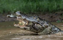 6 zwierząt, które potrafią wytrzymać najdłużej bez pożywienia.