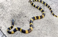 Mężczyznę w Indiach ukąsił wąż. W zemście odgryzł wężowi głowę