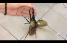 Gigantyczny chrząszcz brzmi jak młot pneumatyczny