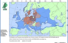 Czy uda się uratować jesion wyniosły?