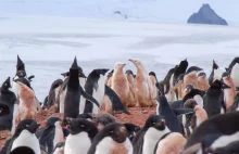 Aberracje barwne u pingwinów