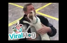 On wrócił! Szczęśliwe psy spotykają się z właścicielem na lotnisku