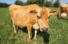 Ponad 50 procent młodych Amerykanów nigdy nie widziało na żywo krowy
