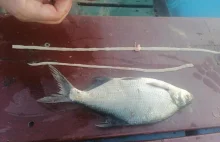 Tasiemiec dziesiątkuje ryby